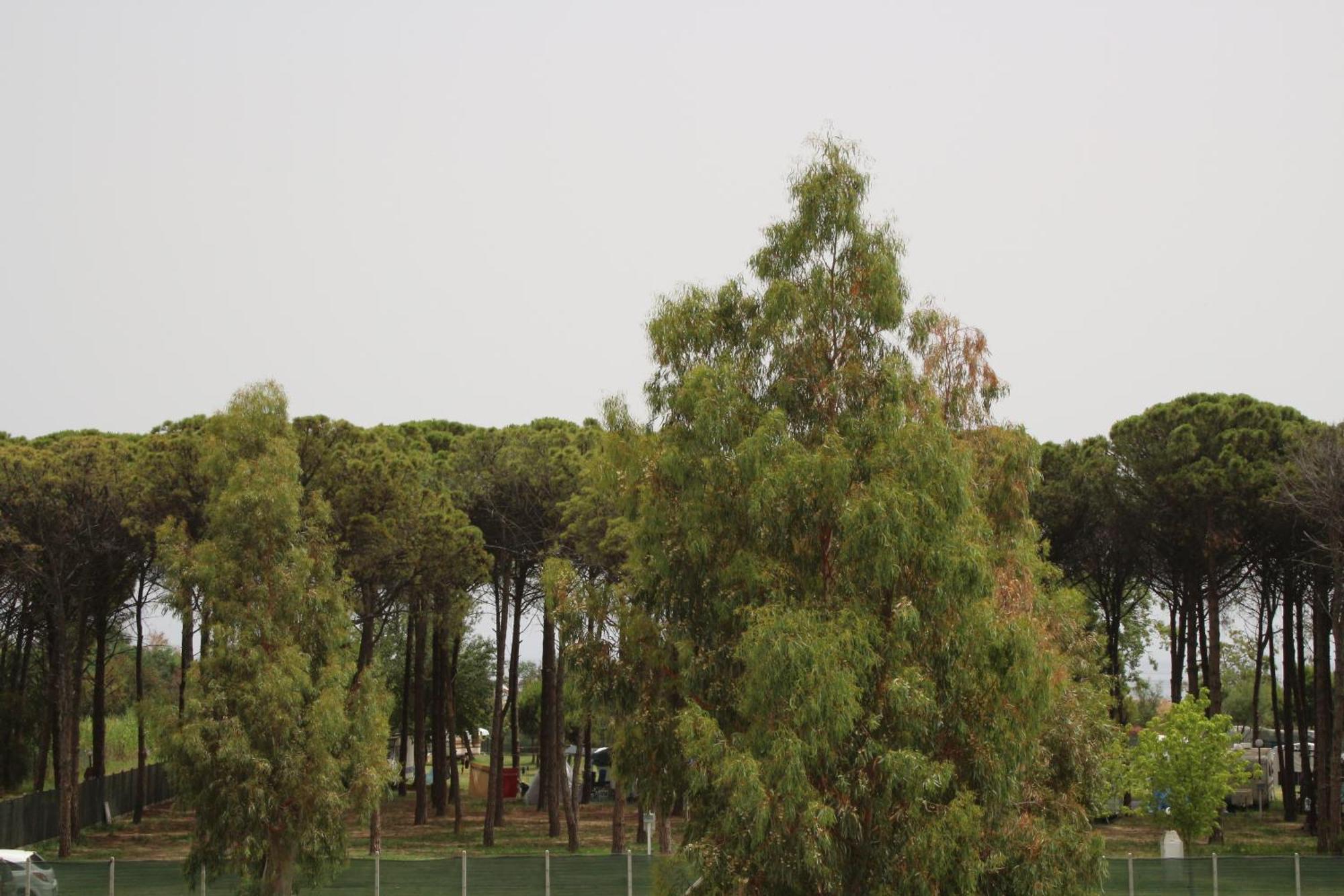 Levante มารินา ดิ เซียโวเนีย ภายนอก รูปภาพ